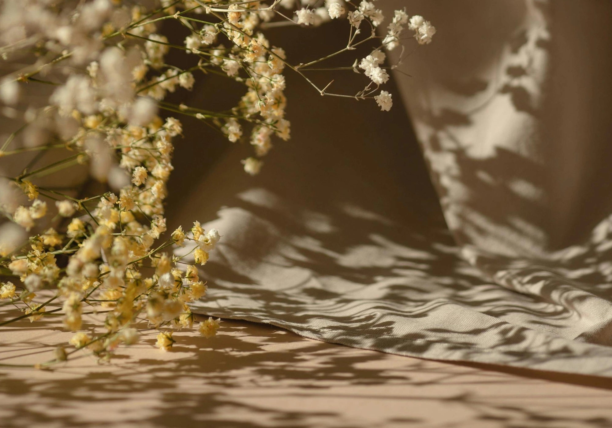 Dried flowers on a textured surface with soft shadows